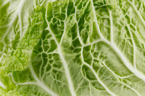 istock Beijing cabbage close-up. Napa cabbage or chinese cabbage 1443957771