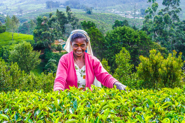 Tea plants camellia sinensis growing on a tea plantation