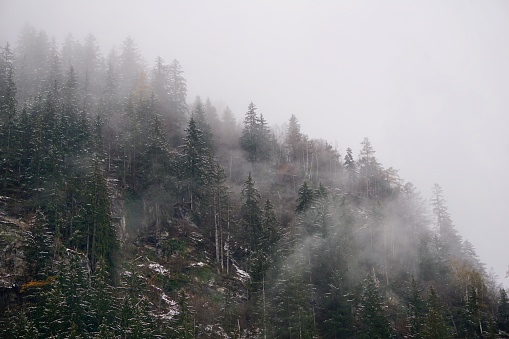 The forest is in a fog. Mountain forest in the fog. Coniferous forest in the fog. Coniferous forest in the clouds.