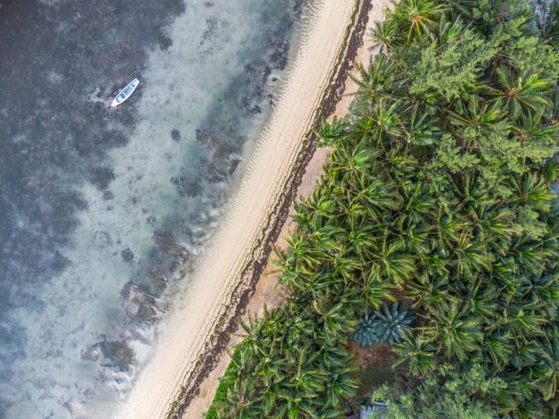 istock Wild tropical beach in Mauritius from above 1443959486