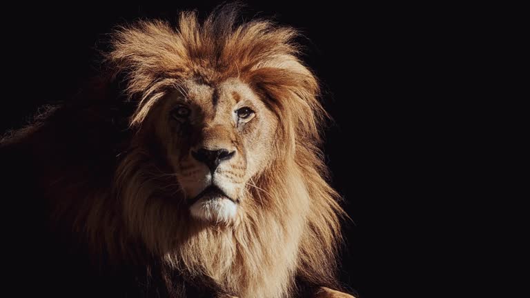 Portrait of a Beautiful lion, lion in dark. Slow motion video