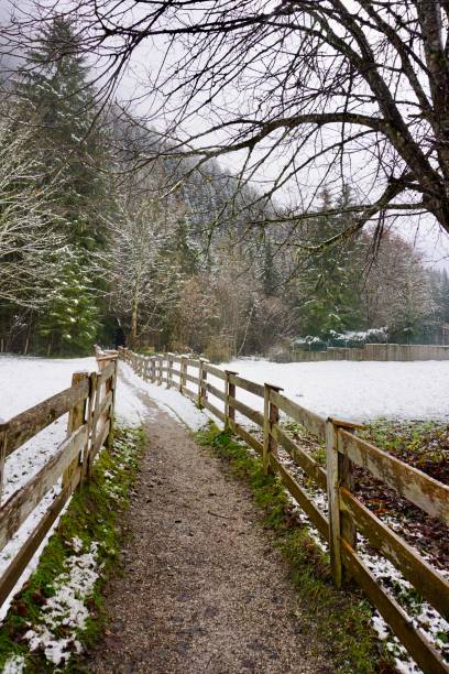 ścieżka między polami. ścieżka jest ogrodzona drewnianym płotem po obu stronach. ścieżka spacerowa pokryta pierwszym śniegiem. drewniany płot na całej długości ścieżki spacerowej w zimie. - footpath european alps fence woods zdjęcia i obrazy z banku zdjęć