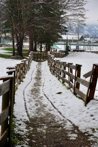 the path between the fields. the path is fenced with a wooden fence on both sides. a walking path dusted with the first snow. a wooden fence along the entire length of the walking path in winter. - footpath european alps fence woods imagens e fotografias de stock