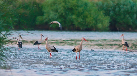 White storks (Ciconia ciconia) feed on mussels in the Tigris river and reptiles on the riverbank in Turkey.
