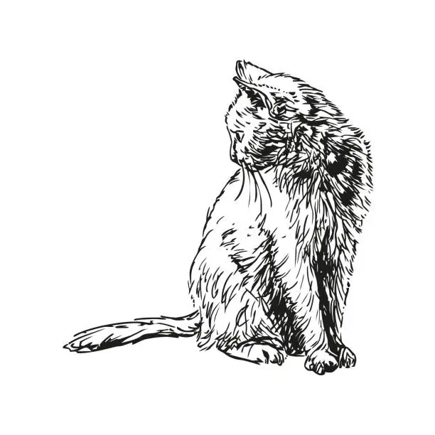 Vector illustration of cat - animal, hand drawn illustration