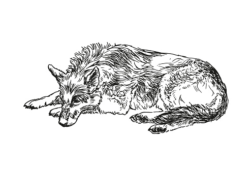 dog - animal, hand drawn illustration