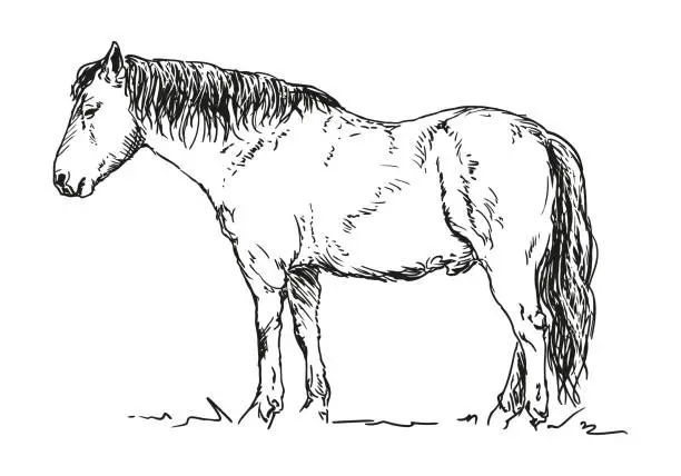 Vector illustration of horse - animal, hand drawn illustration