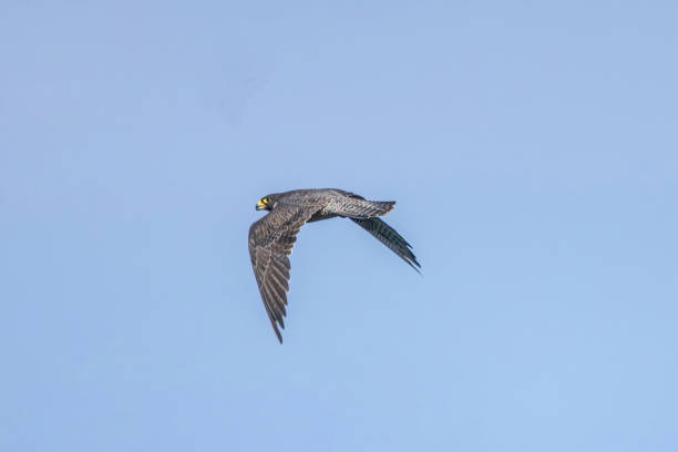 istock Peregrine falcon in flying on a blue sky background. 1443967174