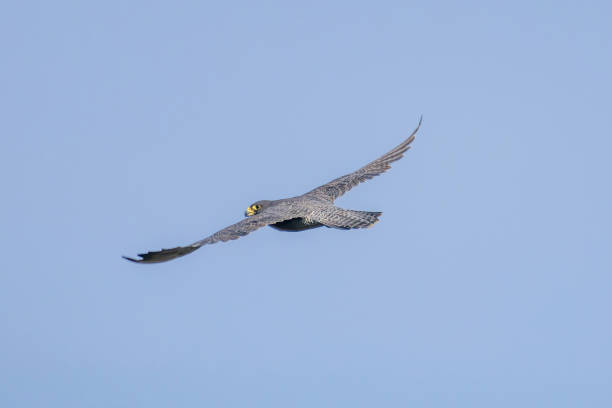 istock Peregrine falcon in flying on a blue sky background. 1443967186