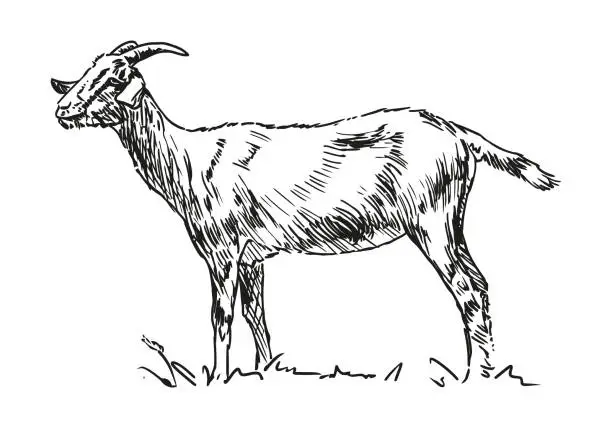 Vector illustration of goat - farm animal, hand drawn illustration