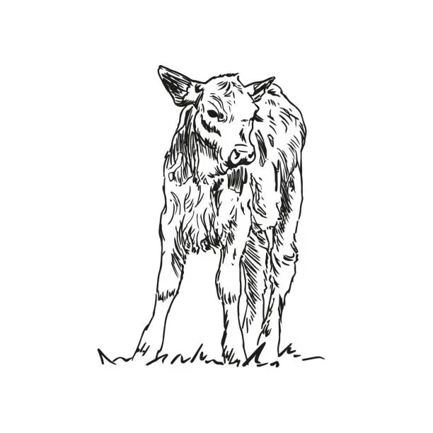 Vector illustration of calf - farm animal, hand drawn illustration