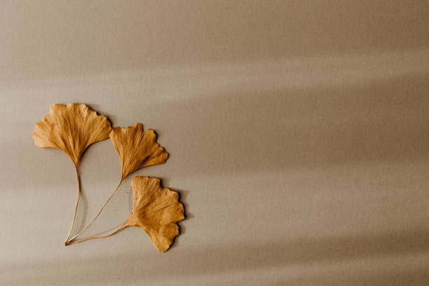 istock Three dried Ginkgo Biloba leaves on beige background. 1443968491