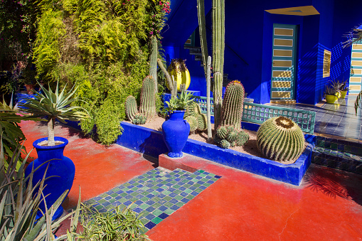 02-11-2015  Marrakesh,  Morocco  Potted plants next to Villa Majorelle whose walls are bright blue (the so-called majorelle blue) and cacti that the owner collected at the beginning of the 20th century.  ( Yves Saint Laurent rebuilt this Mansion and park now property is state  Moroccan)