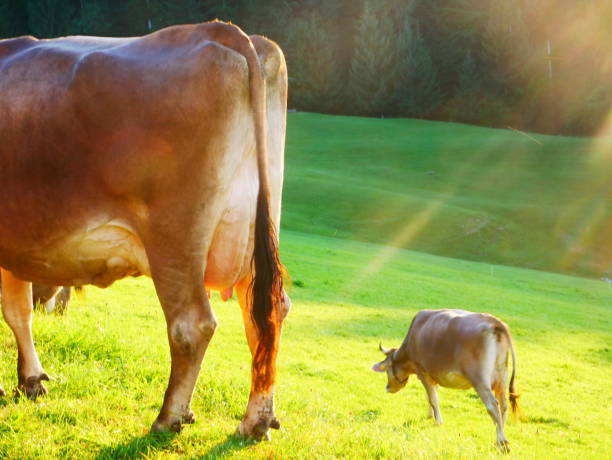 Nice photo of a herd of cows grazing in a meadow seen from behind