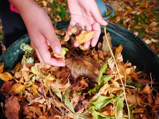 istock Child's hands picking up autumn leaves 1443968979
