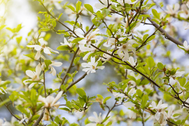 istock Magnolia kobus blossoms close up 1443971643