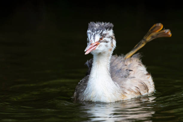Great Crested Grebe (Podiceps cristatus) with raised leg, the Netherlands