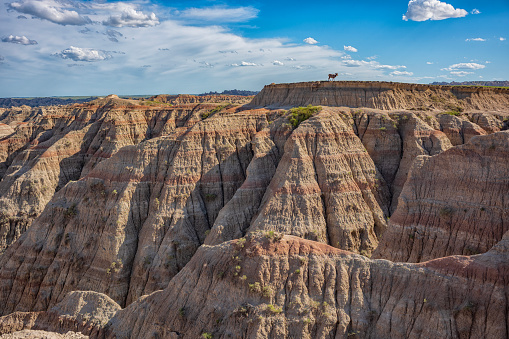 Bighorn sheep seen here at Badlands National Park, South Dakota during a summer day.