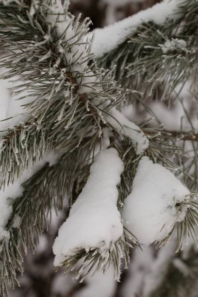 istock Winter time in Gdynia Poland. 1443978006