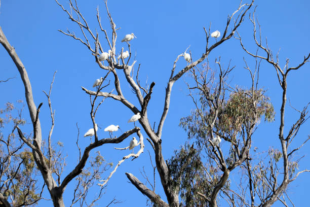 istock Australian Birds in the wild 1443979106