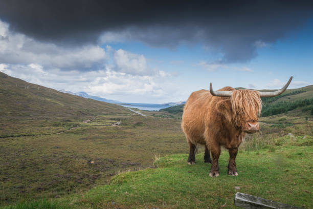 istock Highland (scottish) cow, Scotland, UK 1443979115