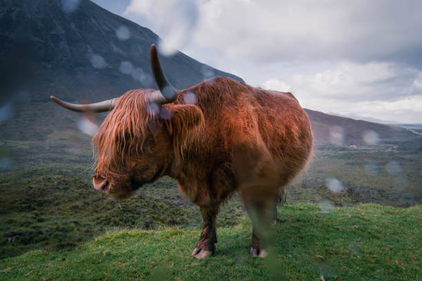 istock Brown scottish (hoghland) cow in the rain 1443979138