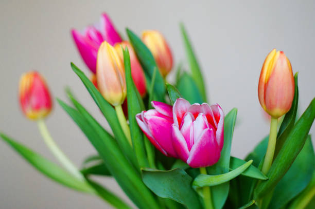 Bouquet of fresh multi colored tulips flowers isolated on a white background in close-up