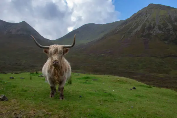 Photo of Scottish (highland) cow in scottish mountains, Isle of Sky, Scotland, UK