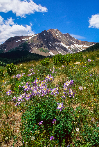 The Columbine flowers are in full bloom on the side of a ridge and add beauty to the high peaks in the San Juan mountains in Silverton, CO