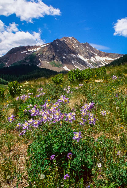 Columbine Flowers along the Mountain Ridge stock photo