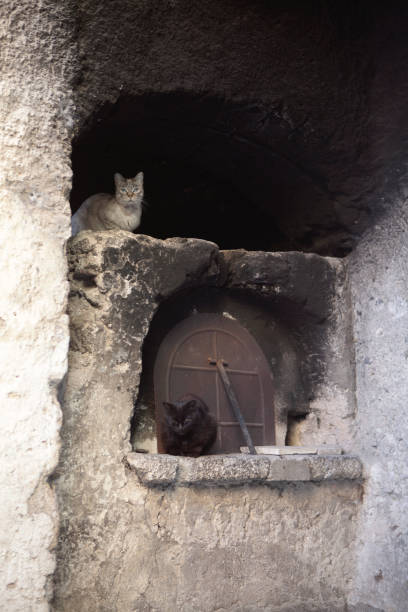 istock Cats in the old place 1443981669