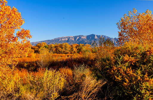 The autumn leaf colors are vibrant.  The peaks of the Sandia Mountains are a backdrop to the Cottonwood foliage in the foreground.
