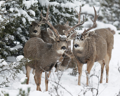 Male and female deer are seeking some shelter from the snow and cold in the San Isabella mountains of Colorado