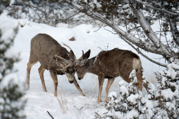 Two Bucks Sparing in the Snow stock photo
