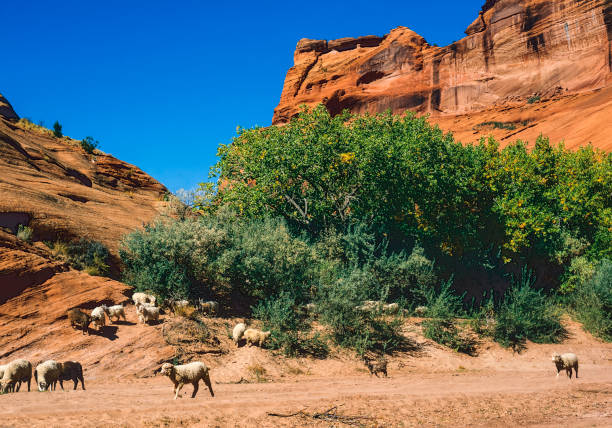 Deep in Canyon de Chelly sheep graze by the Cottonwood trees. The high rocky cliffs accent the bright blue sk.