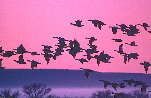 Sandhill Cranes are silhouetted against the pink colored sky and purple color mountain range. Bosque de Apache creates a beauty in nature with wildlife and spectacular colors.
