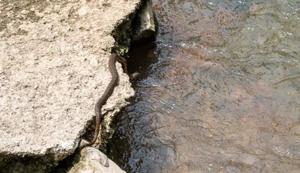 Photo of Long water snake slithering toward moving water