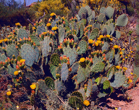 An array of flowering cacti, California barrel cactus, strawberry hedgehog, and Gander’s cholla, and brittlebush flowers in Anza-Borrego Desert State Park, San Diego County, in Southern California.