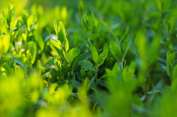 istock Fresh green grass close up. Hotizontal background 1443983823