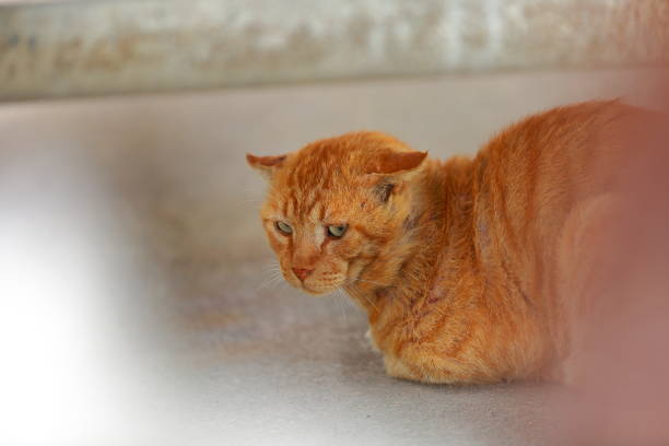 frightened cat A stray cat sheltering from the wind at a pier on a windy day weak cat stock pictures, royalty-free photos & images