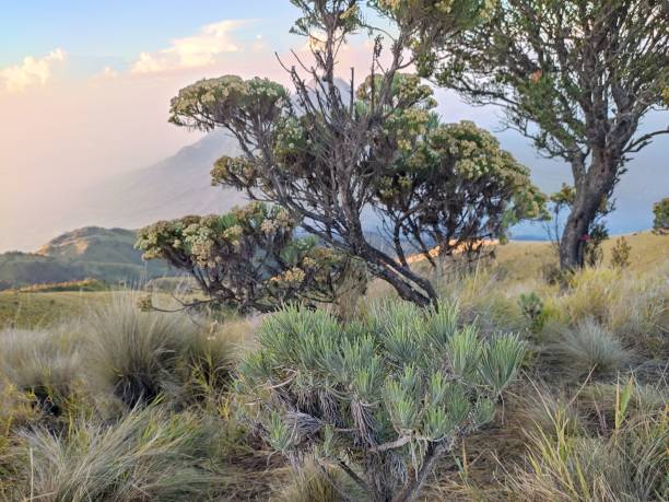 istock Edelweis flower at savannah background mountain 1443987398