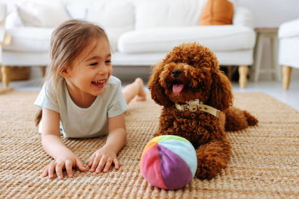 petite fille jouant avec chien sur le lit - dog family indoors child photos et images de collection