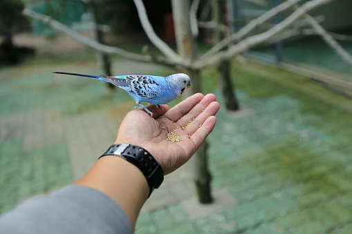 Parrot eating food placed on the palm of the hand at a feeding experience in the park