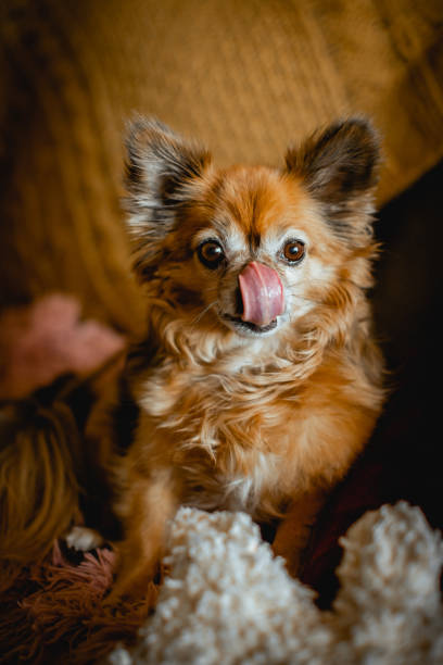 istock The cutest puppy licking her nose 1443988107