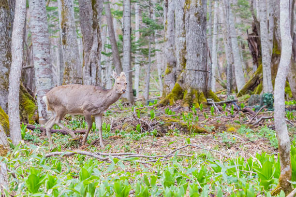 istock hokkaido sika deer in forest 1443989157