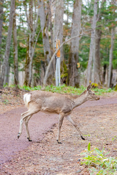 istock hokkaido sika deer in forest 1443989165