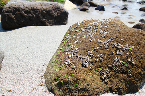 Shores of barnacles clinging to rocks