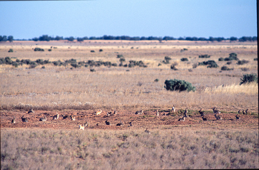 wild feral rabbits in plague numbers in the outback of South Australia.