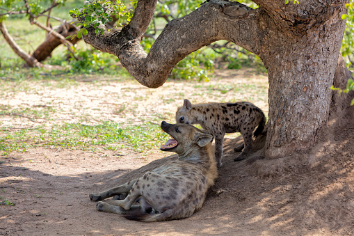 Spotted hyenas in Kruger National Park, South Africa.