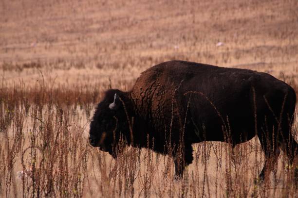 istock Bison in a prairie of dried grass and plants 1443993596